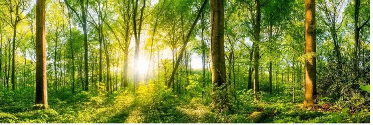 Green and lush forest during sunset